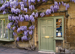 معرفی گیاه-پیچ گلیسین Wisteria